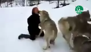   واکنش جالب ۴ گرگ بعد از دیدن یک زن؛ ماجرای این زن چیست؟