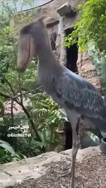   پرنده‌هایی با ظاهر عجیب و صداهایی عجیب‌تر