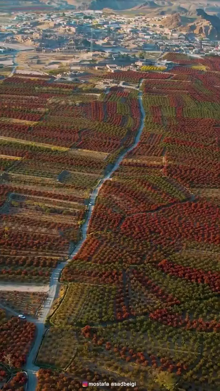   بزرگترین باغ زرشک جهان اینجاست!