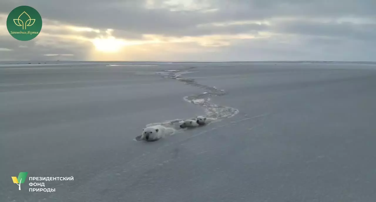   شنای یک خرس سفید با توله‌هایش در یاکوتیای روسیه