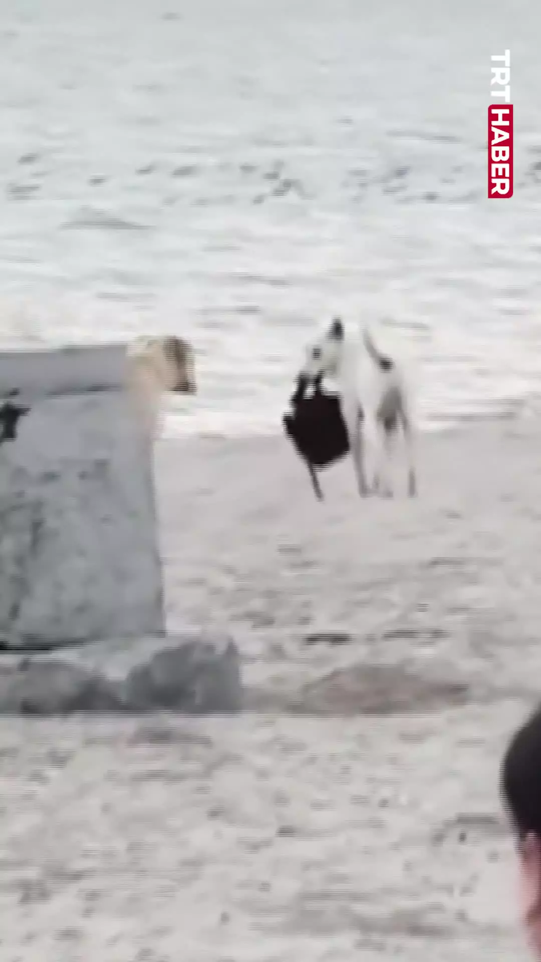   فرار سگ ولگرد پس از سرقت کیف زن