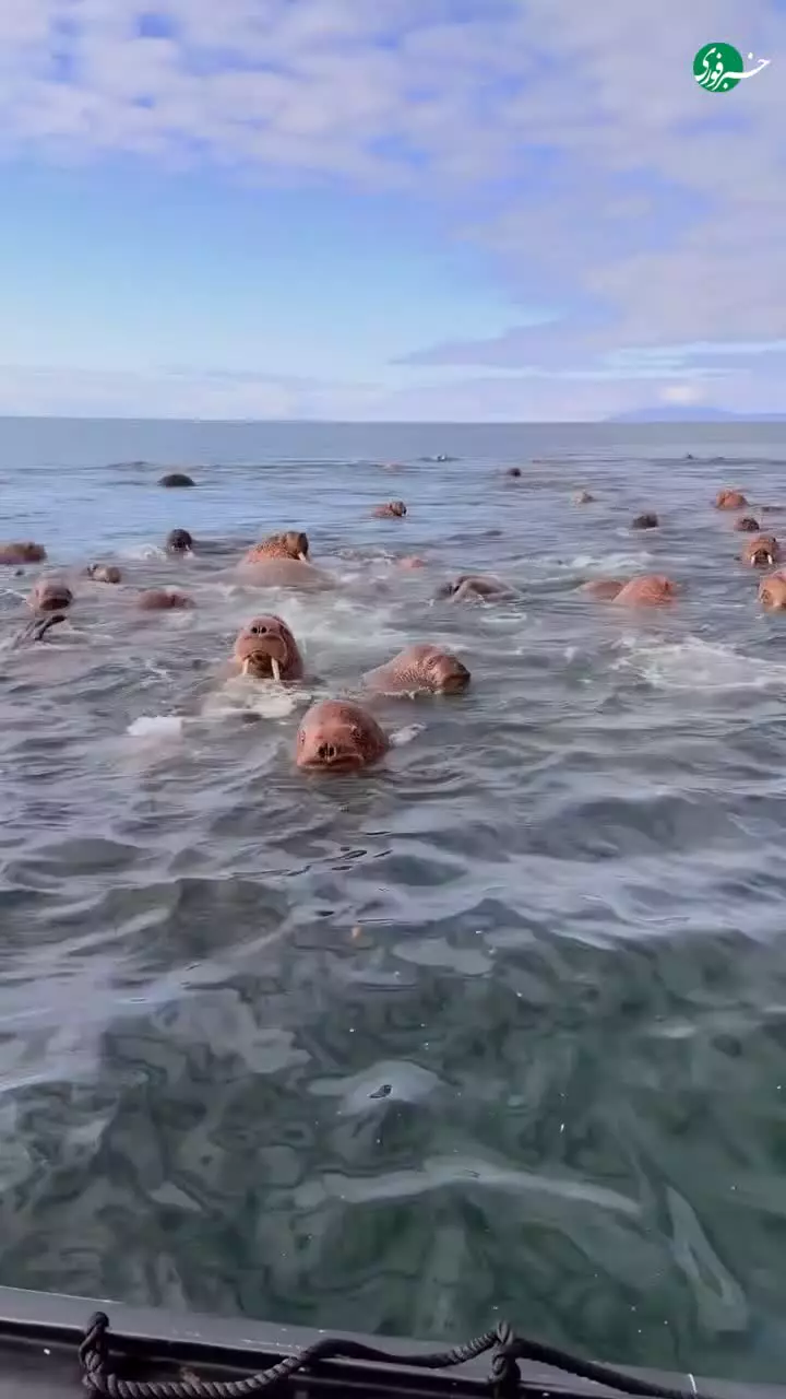   مهمان‌نوازی به سبک گرازهای دریایی جزیره رامانوف روسیه