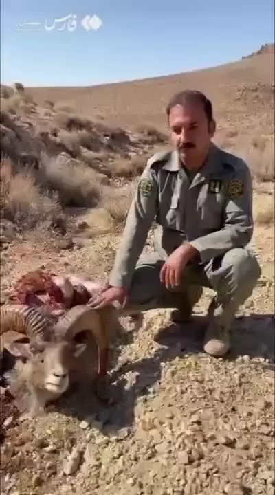   شکار قوچ وحشی توسط پلنگ ایرانی در پارک ملی صیدوا در سمنان
