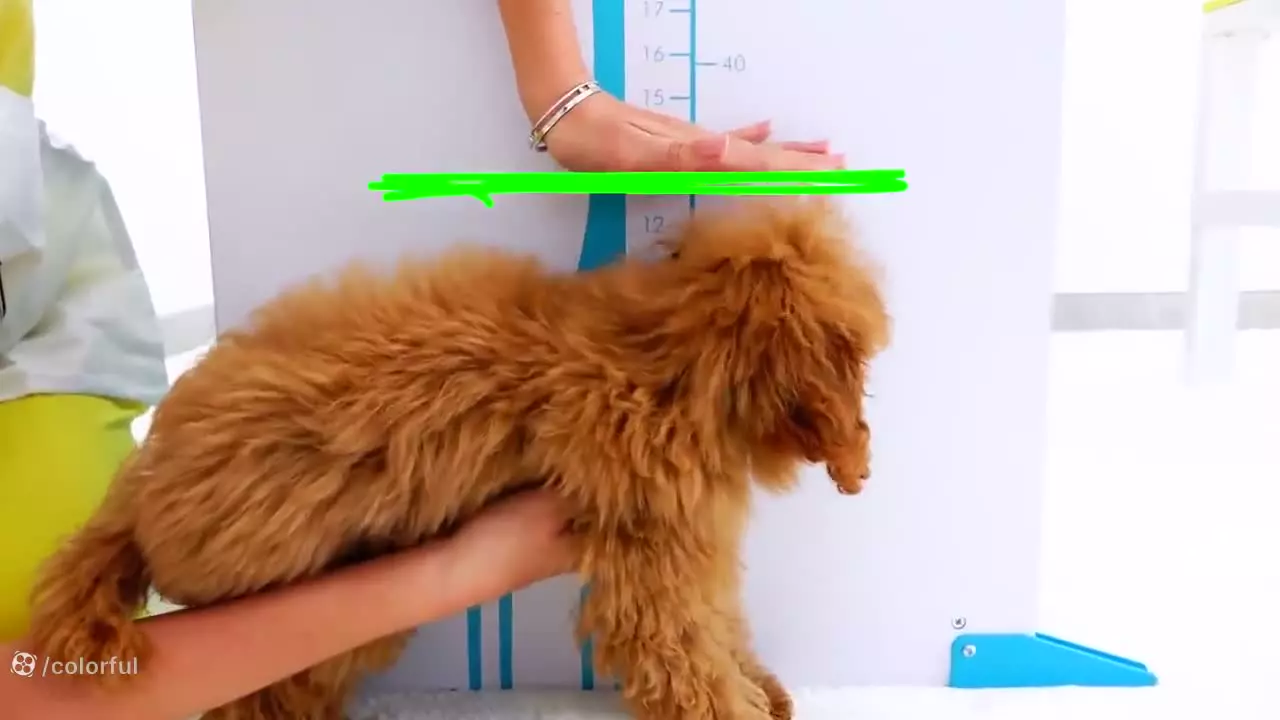 ولاد-ولاد و نیکی جدید ولاد و نیکیتا برنامه کودک ولاد و نیکی ولاد نیکیتا طولانی