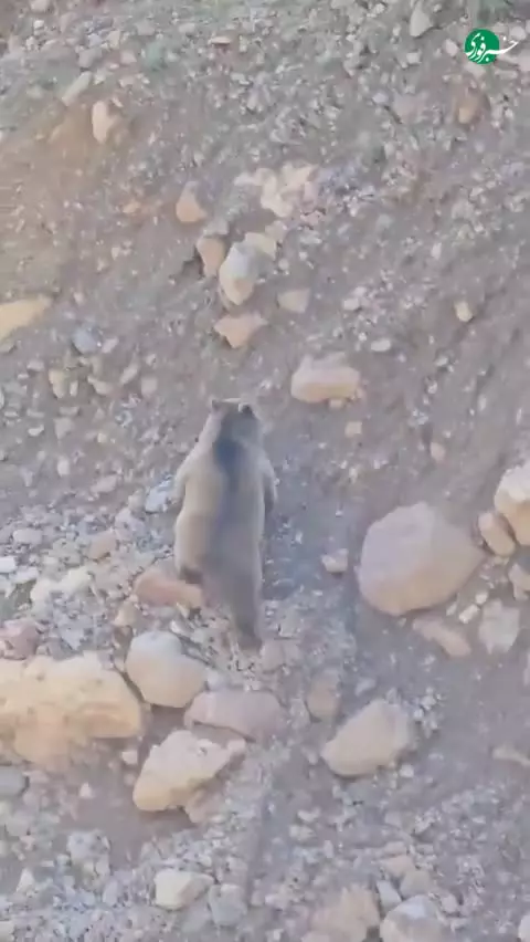   ۲۲۷ کیلو قدرت خالص؛ خرسی که قانون شیب‌ها را زیر پا گذاشت!