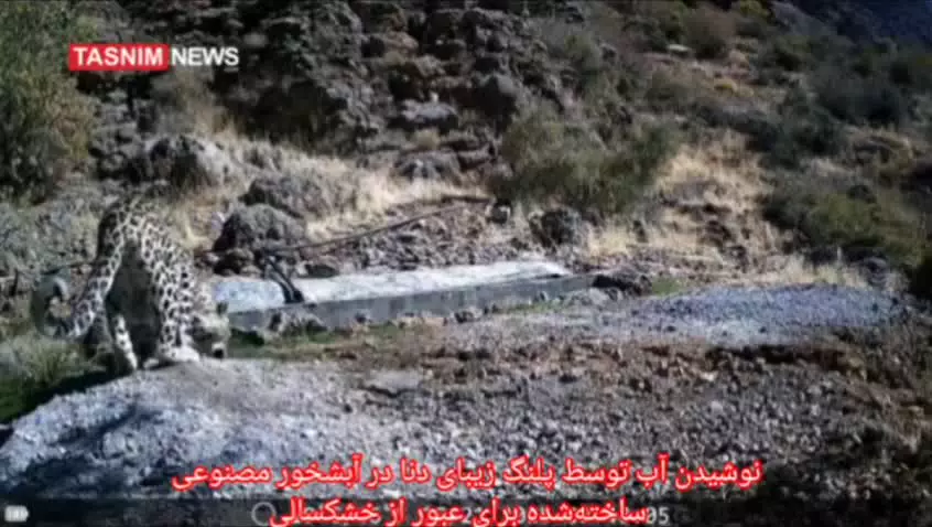   لحظه آب خوردن پلنگ از آبشخور حیوانات در دنا