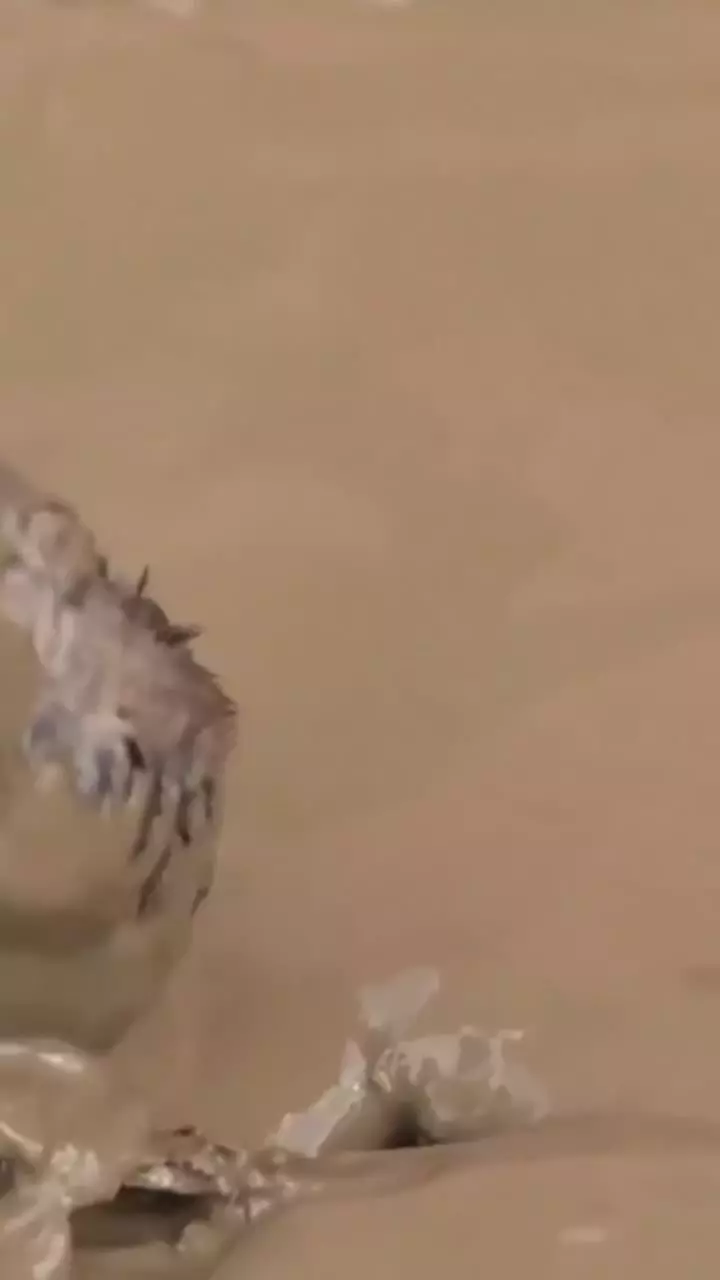   نجات جان موش توسط سرباز مکزیکی