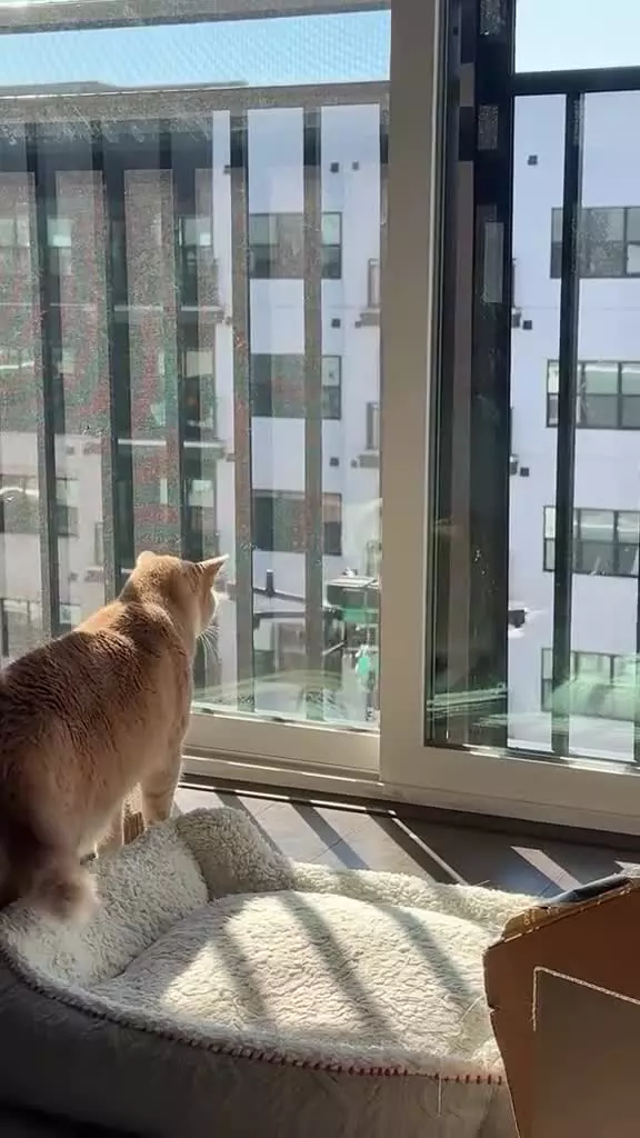   ترس بامزه گربه با دیدن پهپاد شستشو