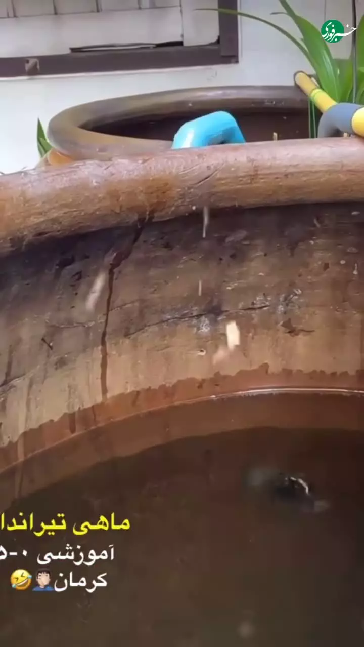   ماهی تیرانداز تاکنون دیده بودید؟