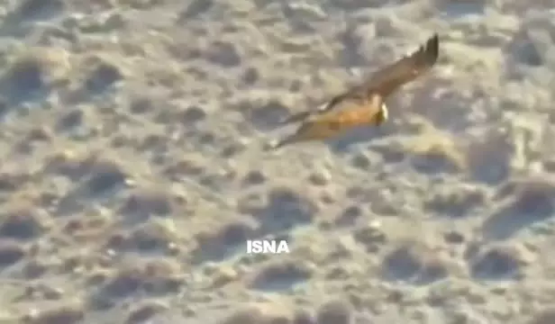   پرواز باشکوه «هما» در آسمان پارک ملی صیدوا