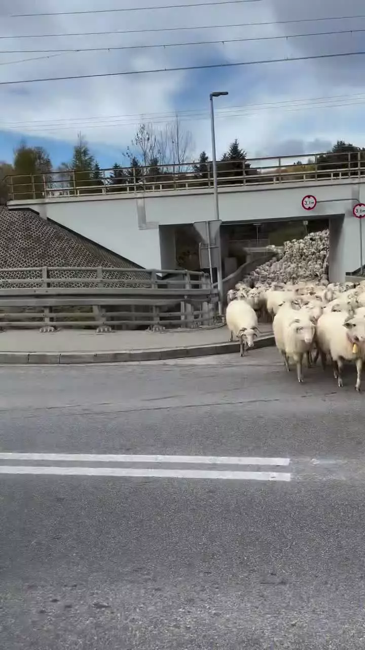   صبوری و احترام رانندگان در لهستان برای عبور گله‌ای از گوسفندان از جاده!