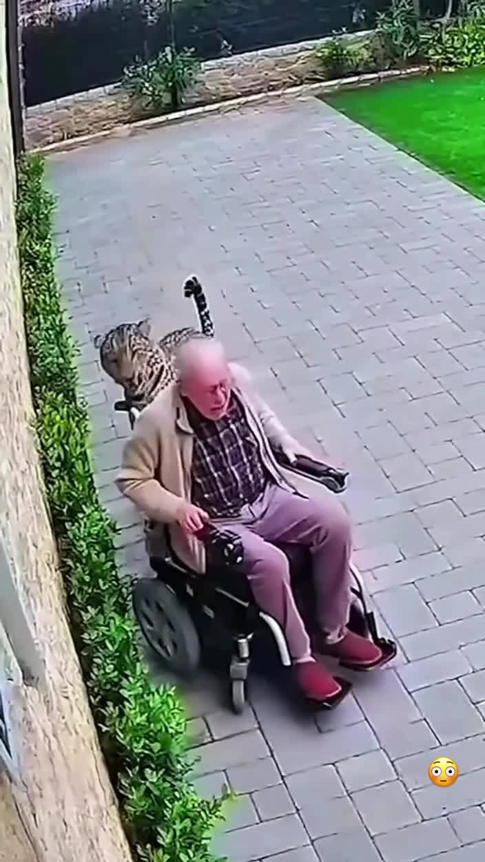   حمله سگ قهرمان به پلنگ بعد از حمله به پیرمرد ویلچرنشین