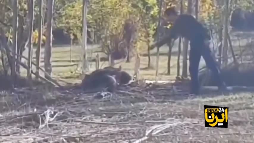   پذیرایی از خرس گرفتار در تله کشاورزان مازندرانی با آب و عسل