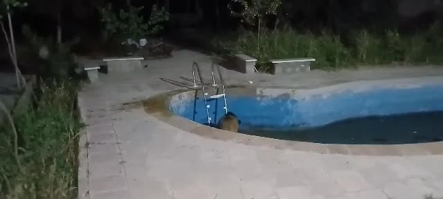   گراز وحشی در استخر ویلایی گرفتار شد