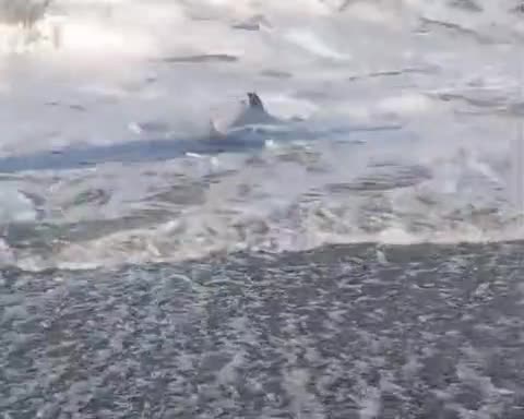   نجات یک دلفین کوچک در کامچاتکا