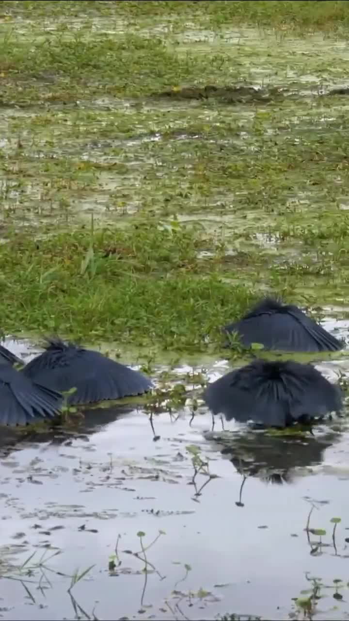   ترفند جادویی برای شکار بهتر؛ کلاغ‌های سیاه با بال‌های چتری شکل، ماهی‌گیری می‌کنند