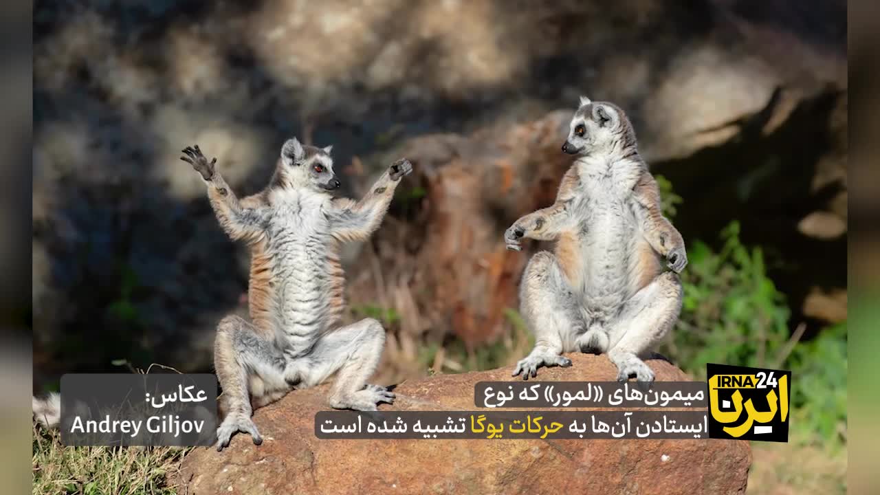   وقتی عکاسان با حیات وحش شوخی می‌کنند!