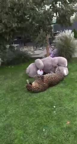   بازی بامزه جگوار تپل با خرس اسباب‌بازی