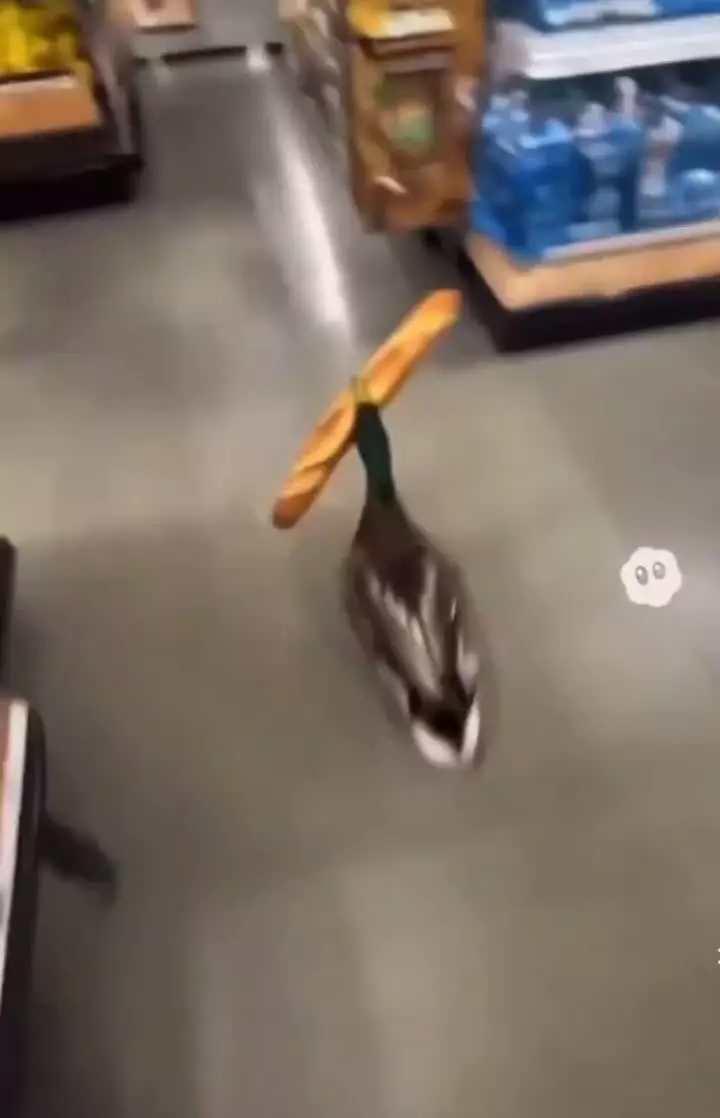   تلاش پربیننده جذاب‌ترین سارق جهان!