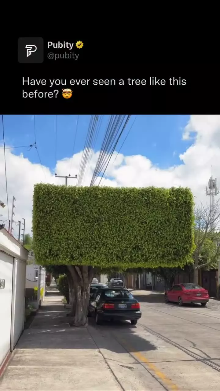   اقدام جالب یک مالک؛ شکل‌دهی شاخ و برگ‌های یک درخت و ساخت سایبان مستطیلی!