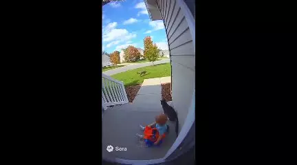   شجاعت گربه‌ها برای محافظت از نوزاد انسان در مقابل یورش خرس‌ها؛ شجاعت به جثه نیست!