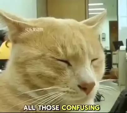   تحصیل‌کرده‌ترین گربه جهان؛ ماجرای بی‌نظیر اسکار که هیچ کلاسی را از دست نمی‌دهد!