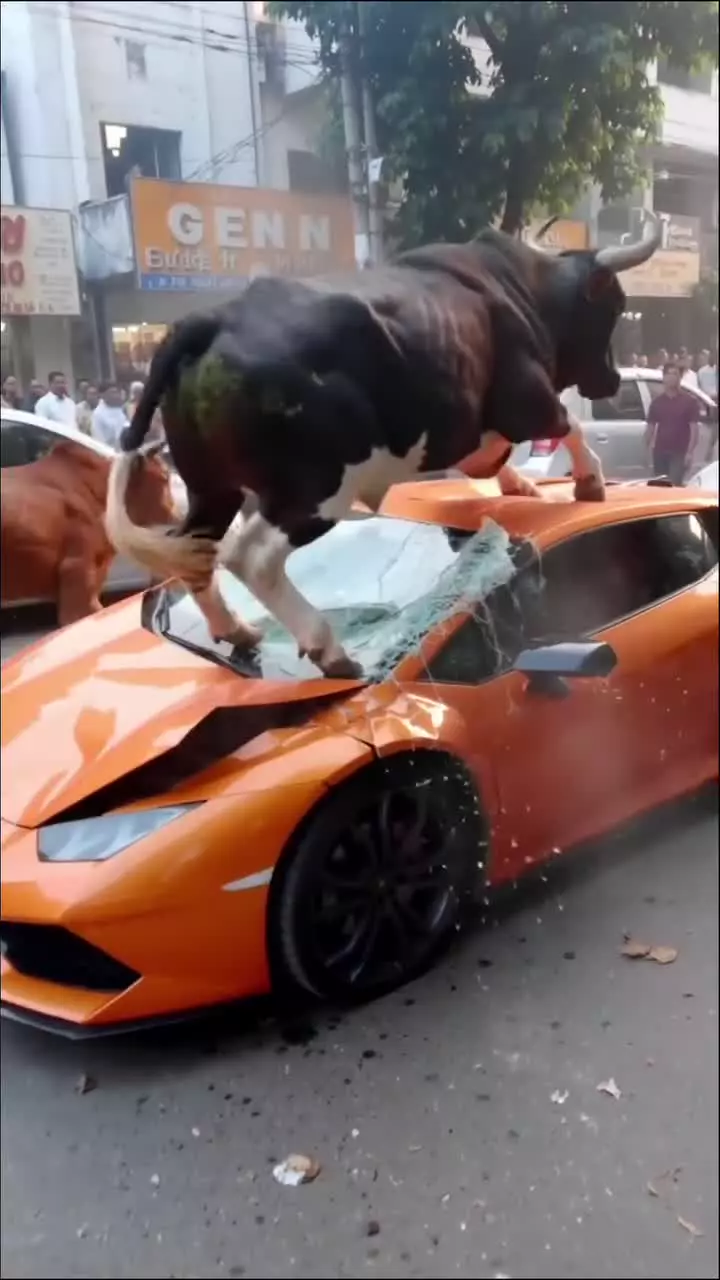   یورش ترسناک گاو به لامبورگینی؛ خودروی لوکس زیر پاهای حیوان له شد!