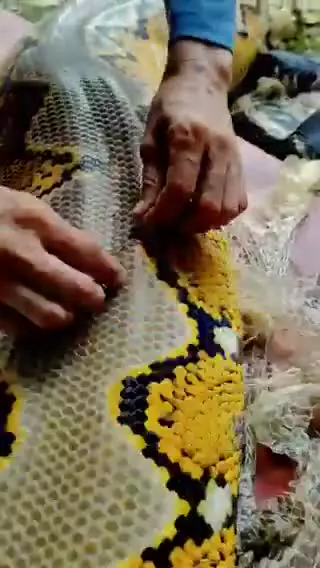     تصاویر دیدنی از پوست‌اندازی یک مار عظیم‌الجثه