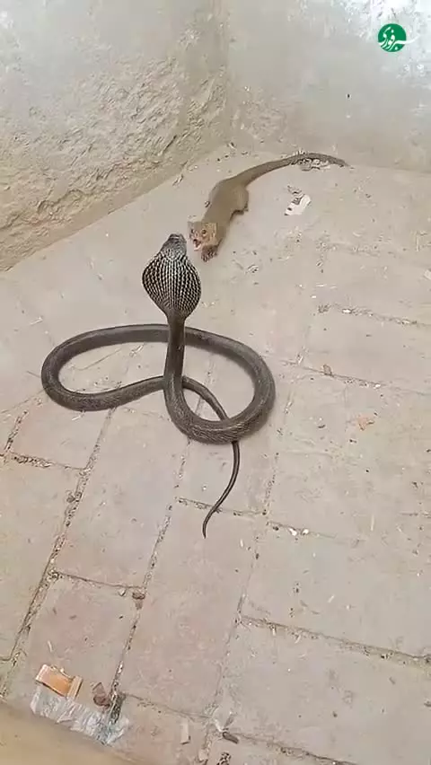   خدنگ؛ حیوانی که حتی مار کبرا هم حریفش نیست!