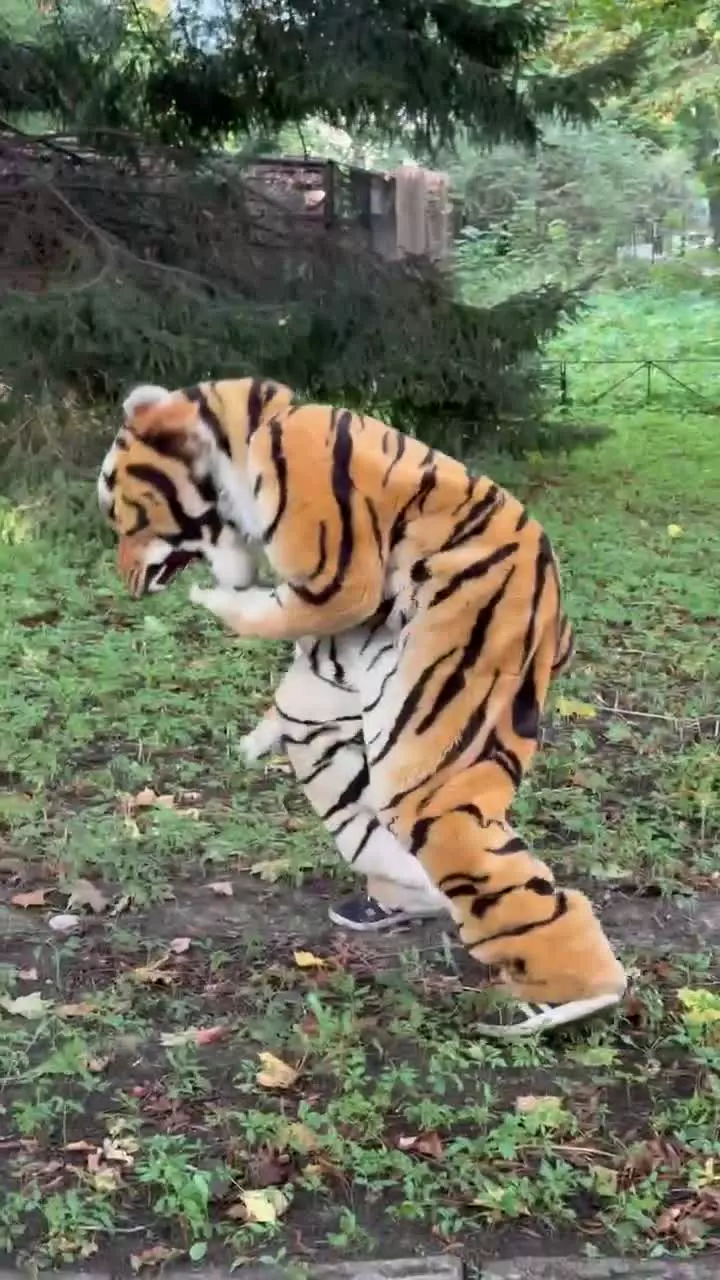   تمرین مهیج در کالینینگراد؛ مأموران باغ‌وحش عملیات زنده‌گیری ببر فراری را شبیه‌سازی کردند!