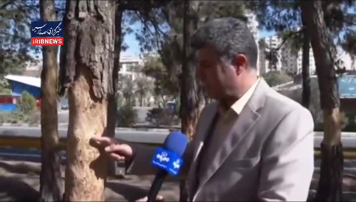   درختان پارک چیتگر از بی‌آبی در صف مرگ هستند