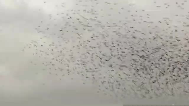   پرواز سارها در آسمان نیشابور