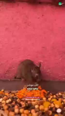   معبدی عجیب در هند که موش‌ها را مقدس می‌دانند!