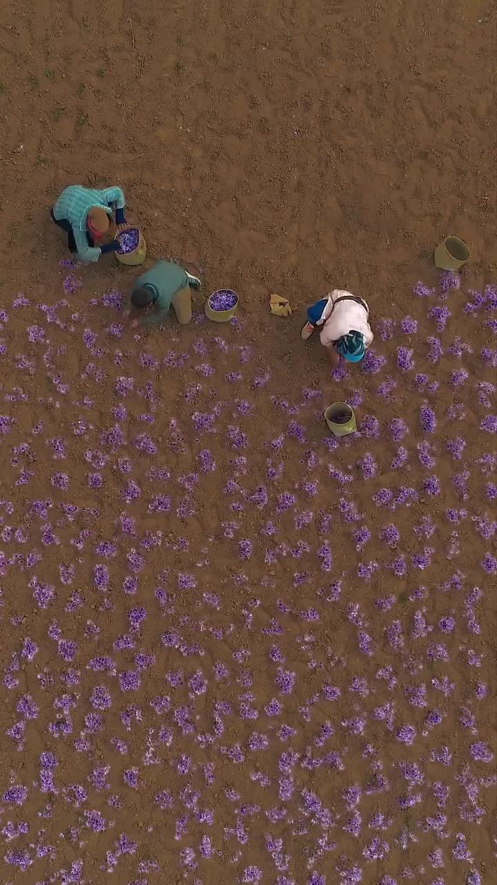   تصویر هوایی از برداشت زعفران در تربت حیدریه