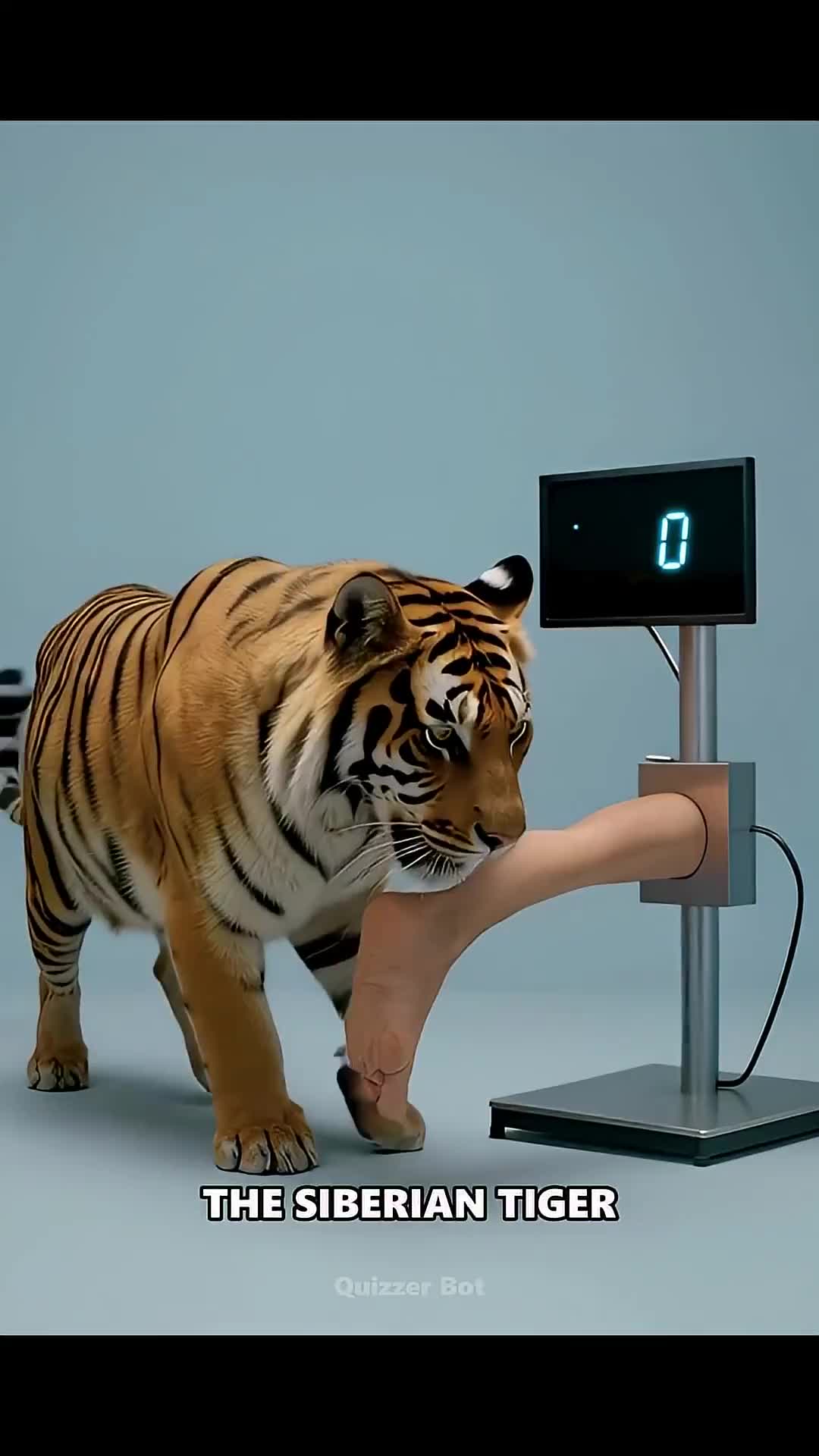   مقایسه قدرت آرواره حیوانات وحشی هنگام گاز گرفتن