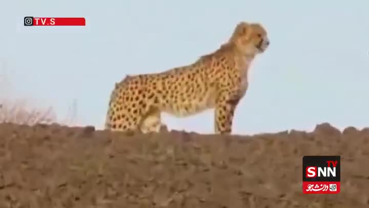   مشاهدۀ ۲ یوزپلنگ آسیایی در توران شاهرود