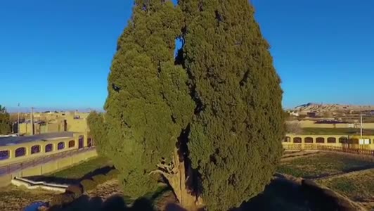   کهنسال‌ترین موجود زندهٔ ایران در قلب کویر