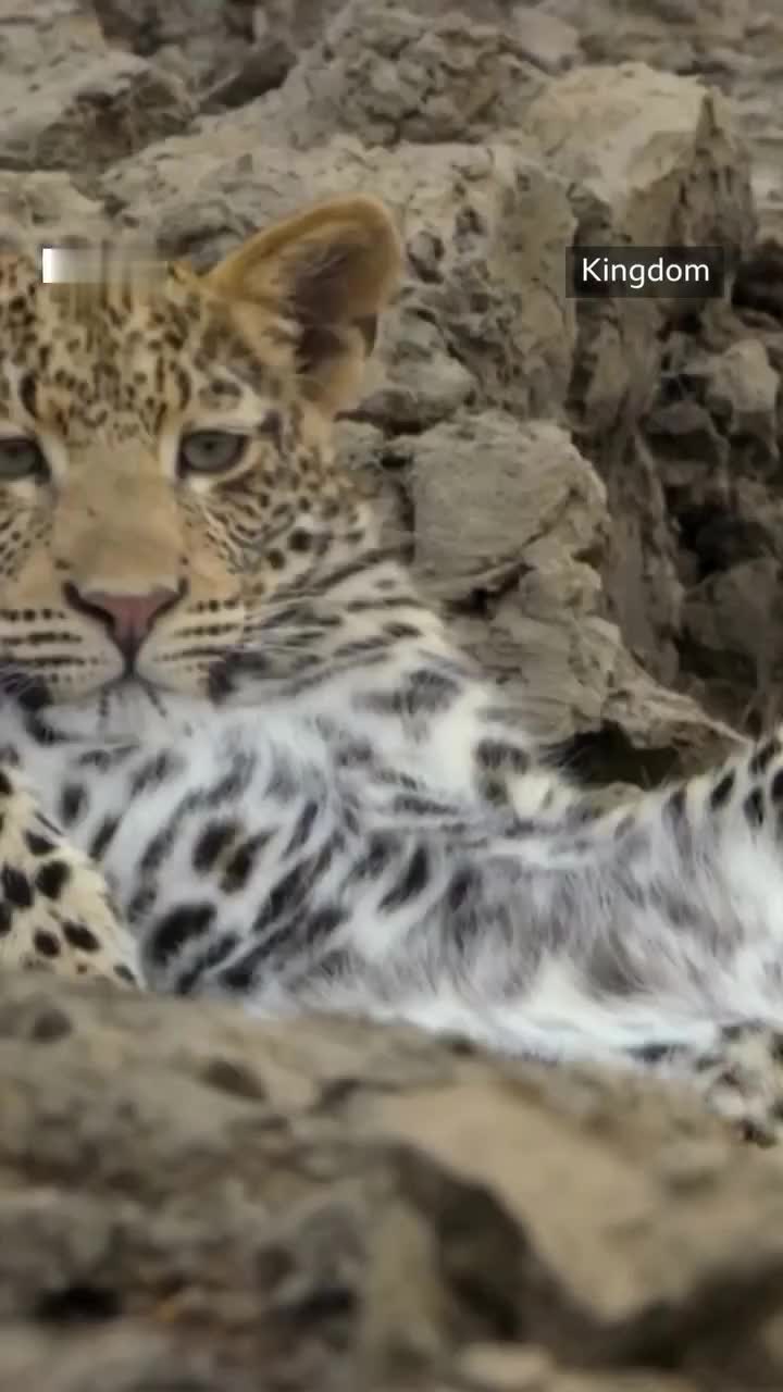   جسارت توله‌پلنگ‌ها و رویارویی پرتنش با اسب آبی