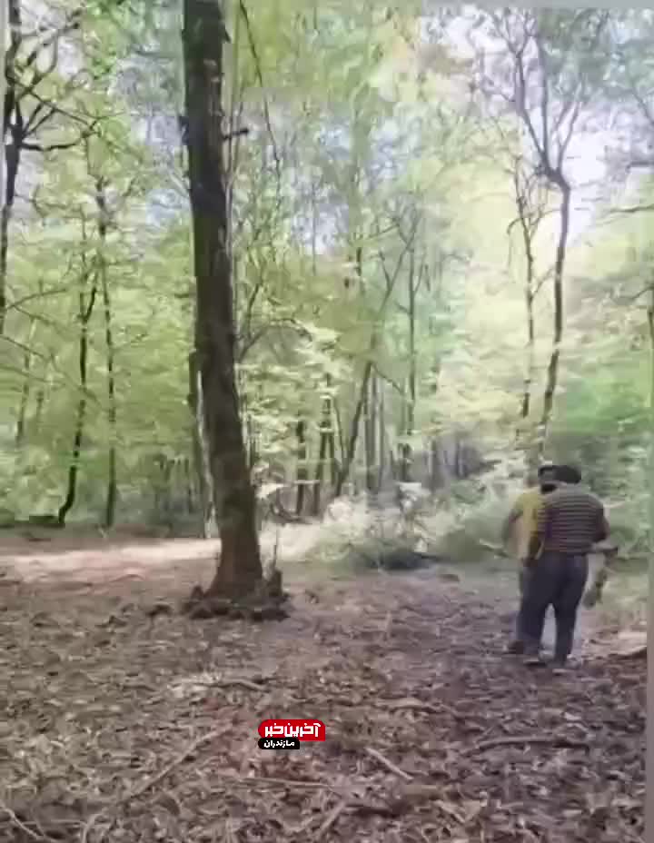   لحظه دستگیری فرد متخلف قطع درختان جنگلی، توسط جنگلبانان مازندران آمل