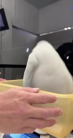   چگونه یک پنگوئن را وزن می‌کنند؟