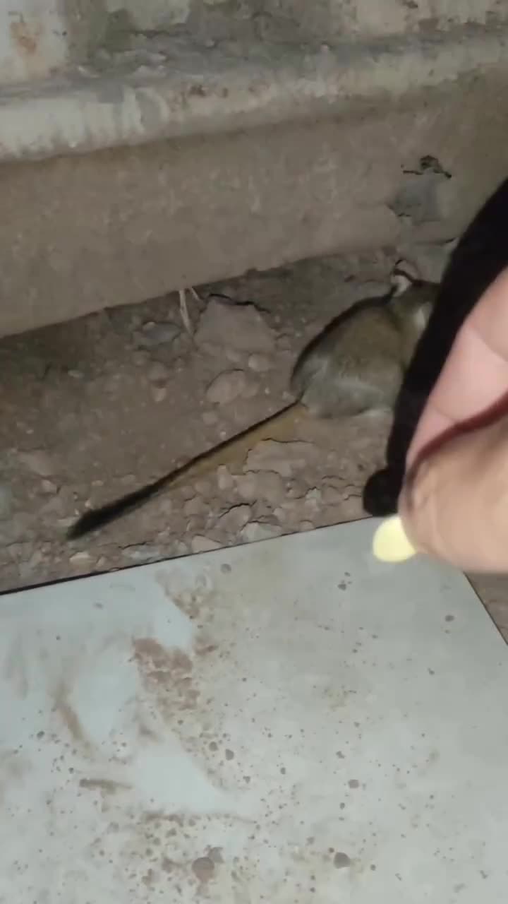   دوستی عجیب و بامزه یک انسان با موش صحرایی!