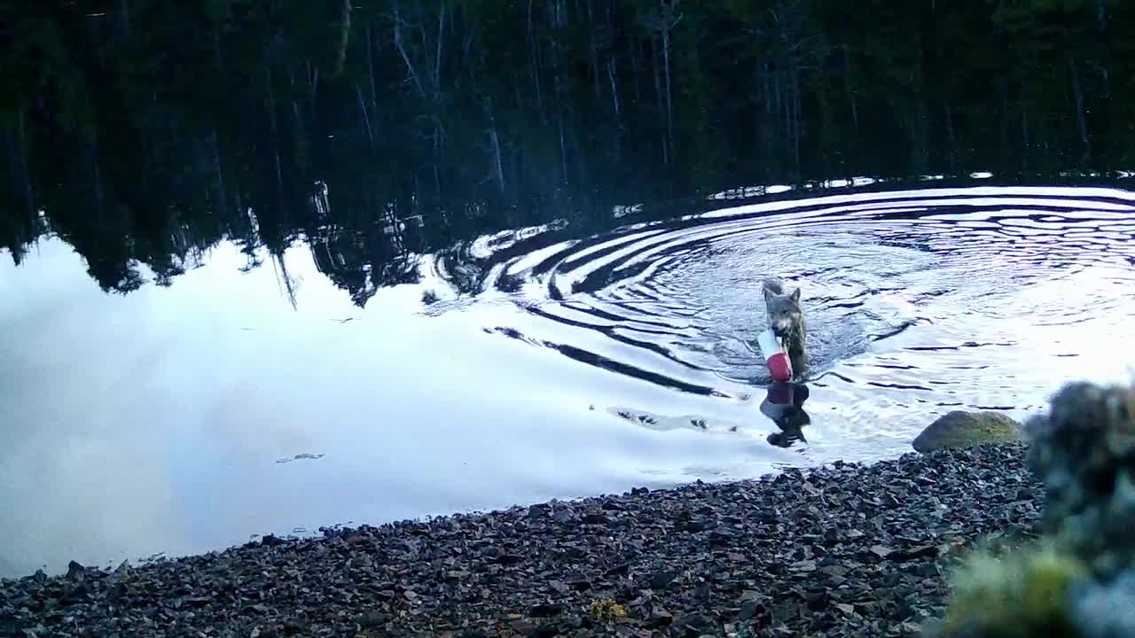   استفاده باورنکردنی یک گرگ وحشی از ابزار انسانی برای شکار!