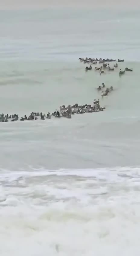   شناور شدن اردک‌ها بعد از سیل در رودخانه‌ای در ویتنام