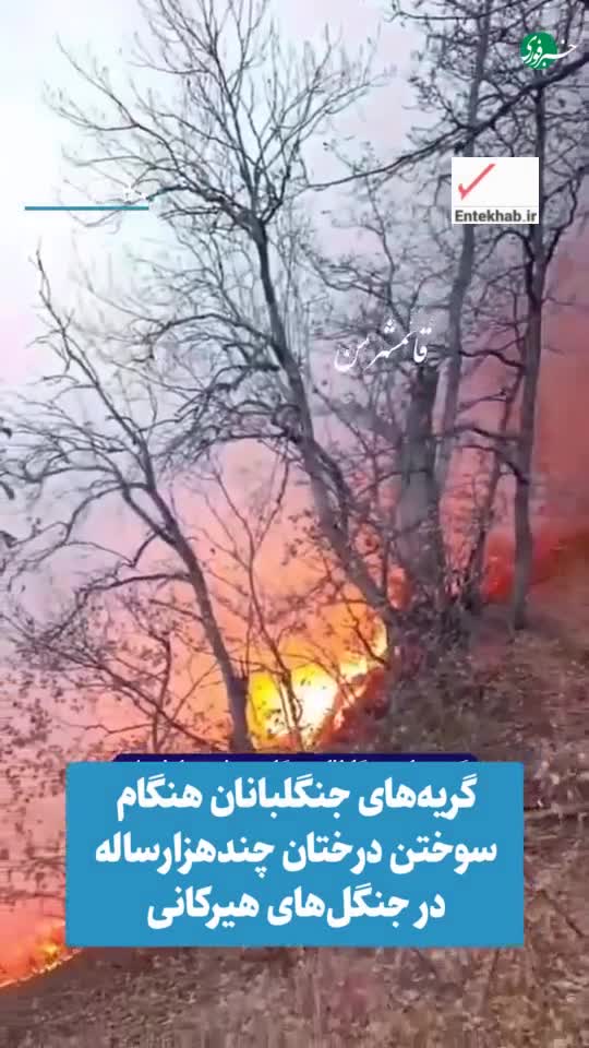   گریه‌های جنگلبانان هنگام سوختن درختان چند هزارساله در جنگل‌های هیرکانی