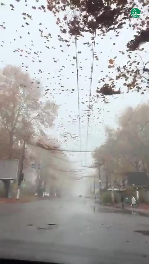   خرسون زیر تور؛ ابتکار اوکراین برای شکار پهپادهای روسی در خیابان‌ها