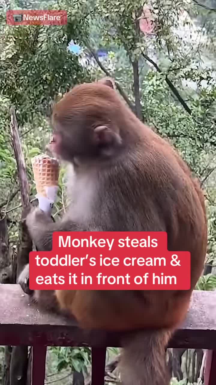   میمون بی‌چشم و رو؛ سرقت بستنی از کودک و خوردن بستی مقابل چشم کودک!