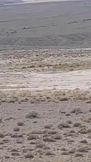   ثبت تصویری یوز ماده و ۴ توله در خراسان شمالی