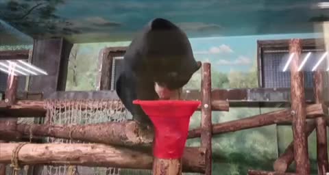   خشم خرس باغ‌وحش مسکو بخاطر چند سیب