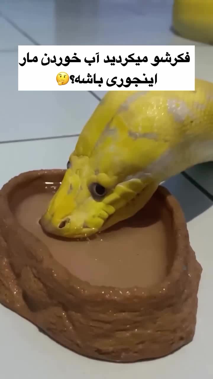   لحظه شگفت‌انگیز آب خوردن مار از نمای نزدیک