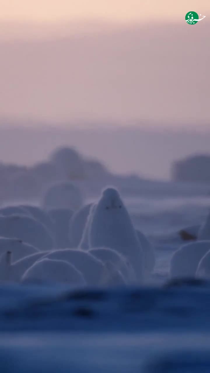   ویدیویی بامزه از خرگوش‌های قطبی